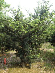 長興縣長崗園林綠化工程 以羅漢松為亮點(diǎn)的專業(yè)綠化施工服務(wù)