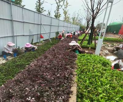 蚌埠屋頂花園 安徽綠派園林工程引領(lǐng)城市綠化新潮流